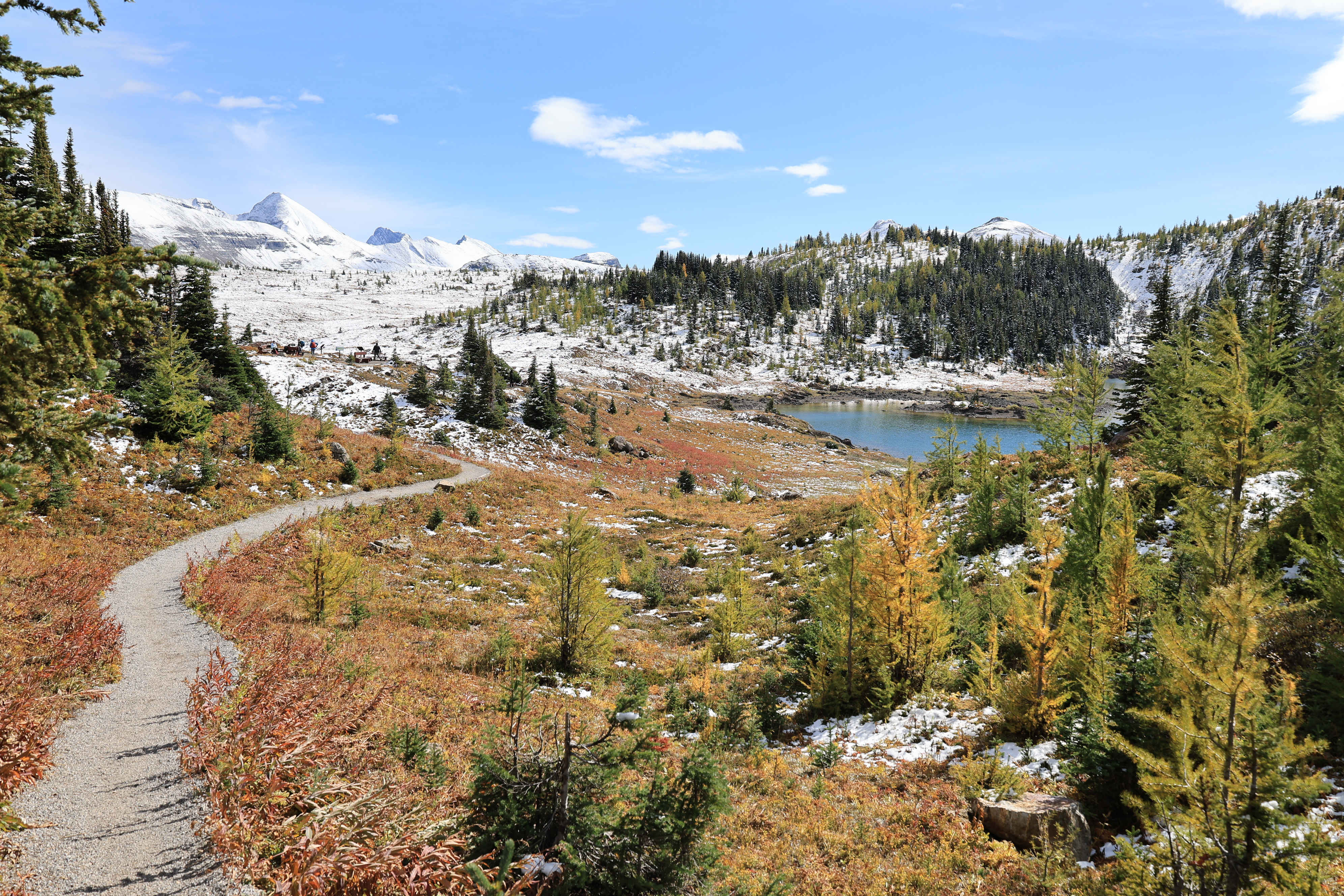 Sunshine Meadows